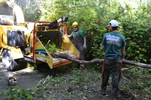 tree services Wiscon